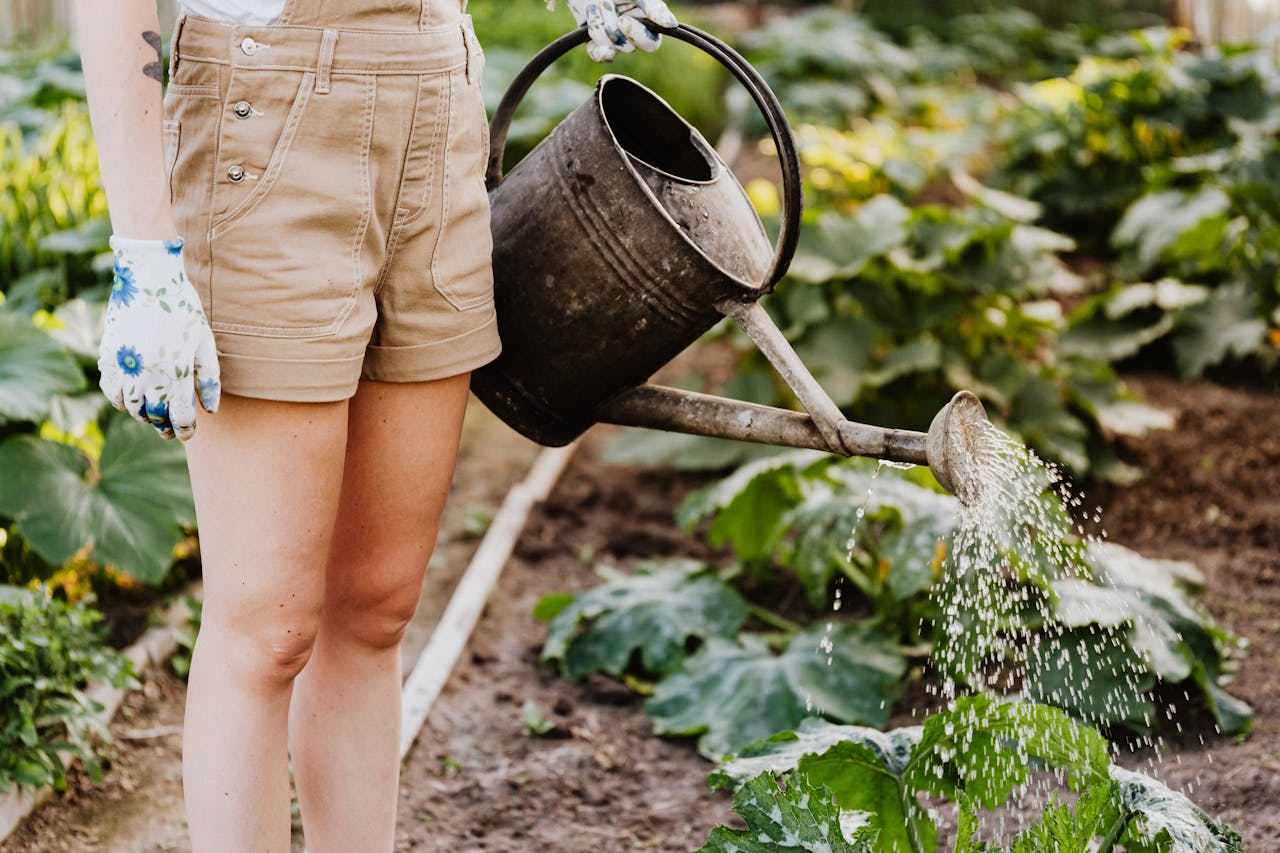 A beginner gardener preparing cocopeat for planting.