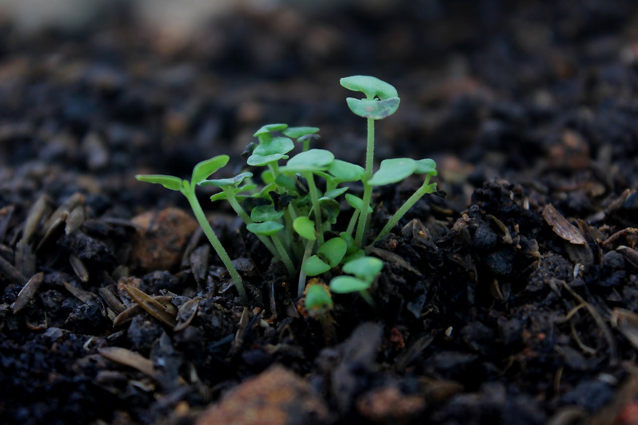 Healthy soil with vibrant plants growing.